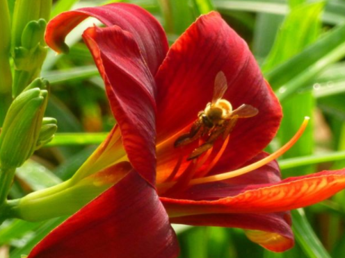 生肖|一生最有福的生肖女，温柔善良，性格温厚，孝敬长辈