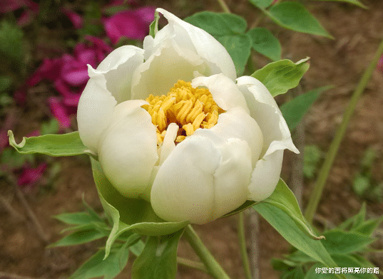 运势|9月中旬，好运降临，4属相喜事多多，满堂吉庆富贵，日子红火