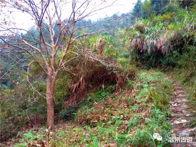 温州@温州铁坑古道，一条横亘于永嘉青田深峡的水瀑古道