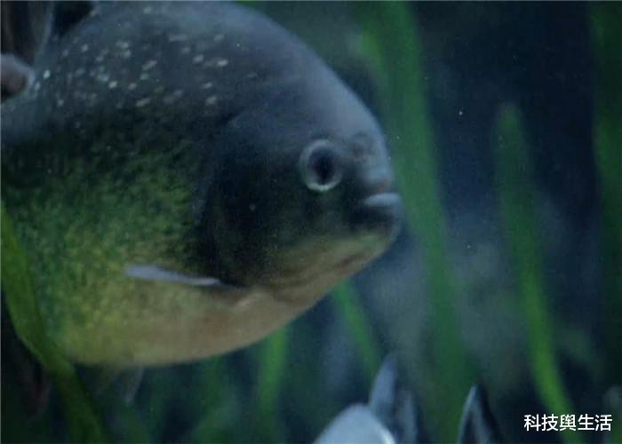 【食人鱼】3种杀伤力超强的生物，狩猎本领数一数二，食人鱼都不是对手！