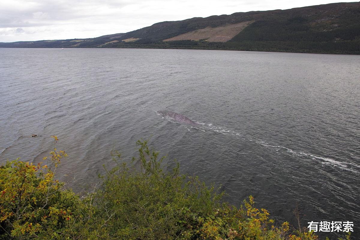 尼斯湖水怪■灰黑色背脊,目测长十几米,英国尼斯湖再现未来生物目击事件