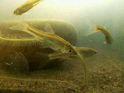 |常混集在杂鱼群中，垂钓者对它恨之入骨，现今市场价100元一斤