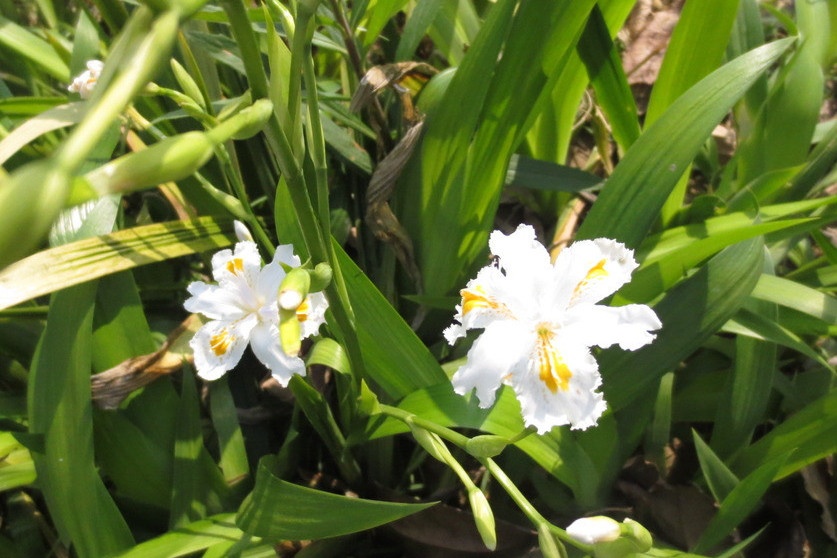 金牛座|骨子里修养极高的星座，谈吐得体，举止优雅，尽显风度