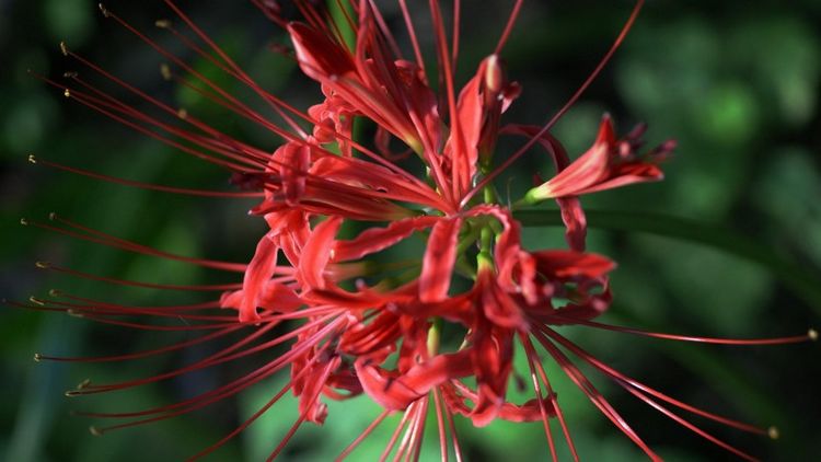 金牛座|下个月,桃花坠满地,桃花盛开真爱出现,偶遇心爱人的4大星座