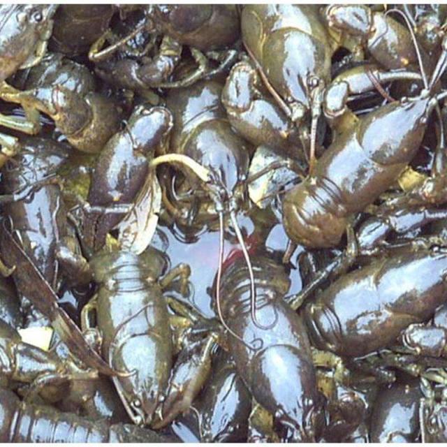 小龙虾|误认为是“小龙虾”，用180块买了5斤回家，煮完一吃“惊喜满满”