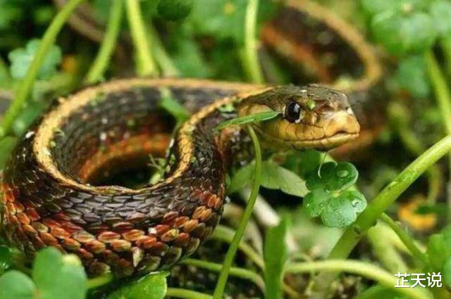 蜜蜂|古人训:“七月蜂、八月蛇、九月黄鳝惹不得”,老祖宗的话有理吗