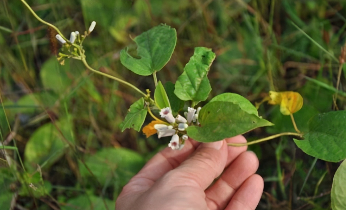 |法国小伙：中国人有毒，“鸡屎”都能做成食物，还吃得津津有味