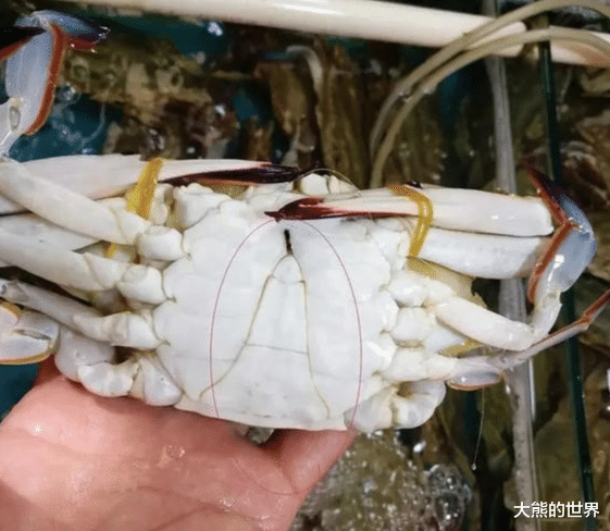 螃蟹|买螃蟹，对老板说这句“行话”，就不敢忽悠你，乖乖给你拿肥螃蟹