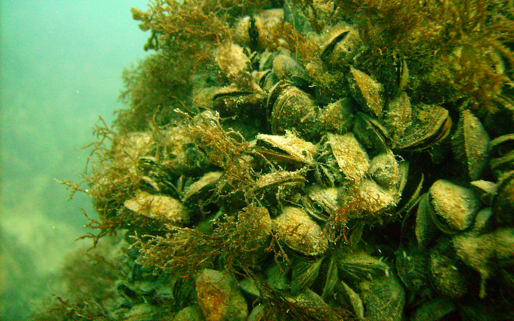 蚂蟥|钓鱼鱼饵，淡水钓诱饵篇，江河湖泊黑坑野钓