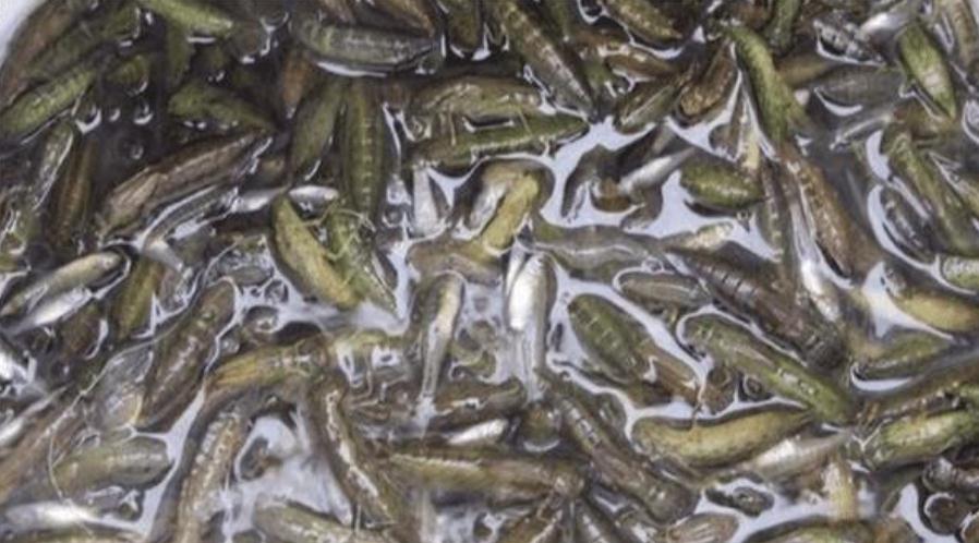 『』它一小时能吃掉800只蚊子，却被中国吃货吃到快灭绝了，让人惋惜