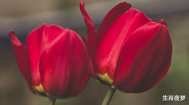 『』5月,旧情人忏悔,真诚回头,3生肖心肠变软,勇敢为情爱一场