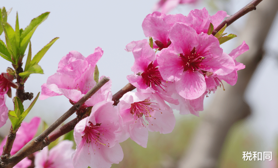 「生肖」此3大生肖，7月5号财运大开，横财运旺，日子富贵顺遂