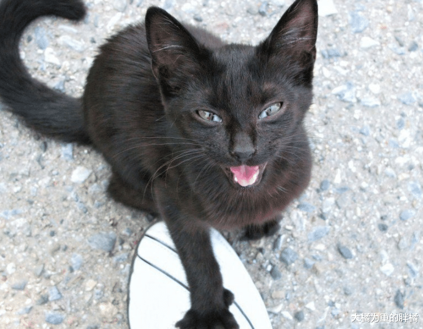 流浪猫在外生活了8年，还照顾了小黑猫，却对接济它的人很不友好