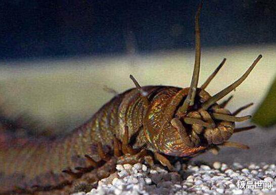 【】世界上最恶心的动物,没有之一,中国境内也有!