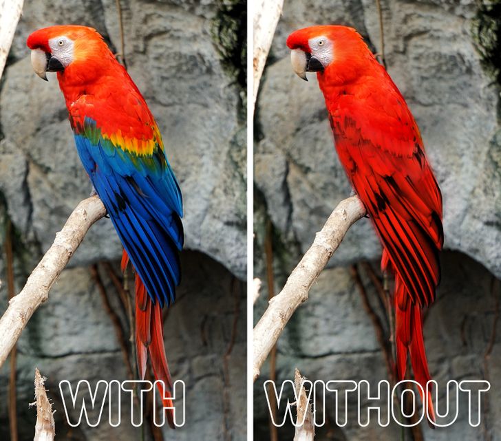 |如果去除每种动物的独特图案 他们会是什么样子？