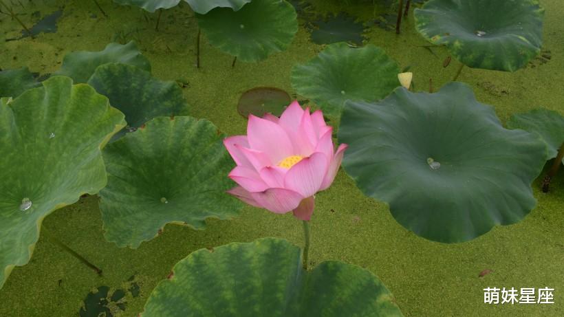 处女座|11月爱情运势会翻盘的4大星座，爱情鸟降临，桃花运强势来袭！