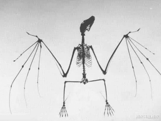 「」五种生物的骨架，大熊猫居然是最丑的，萌属性全没