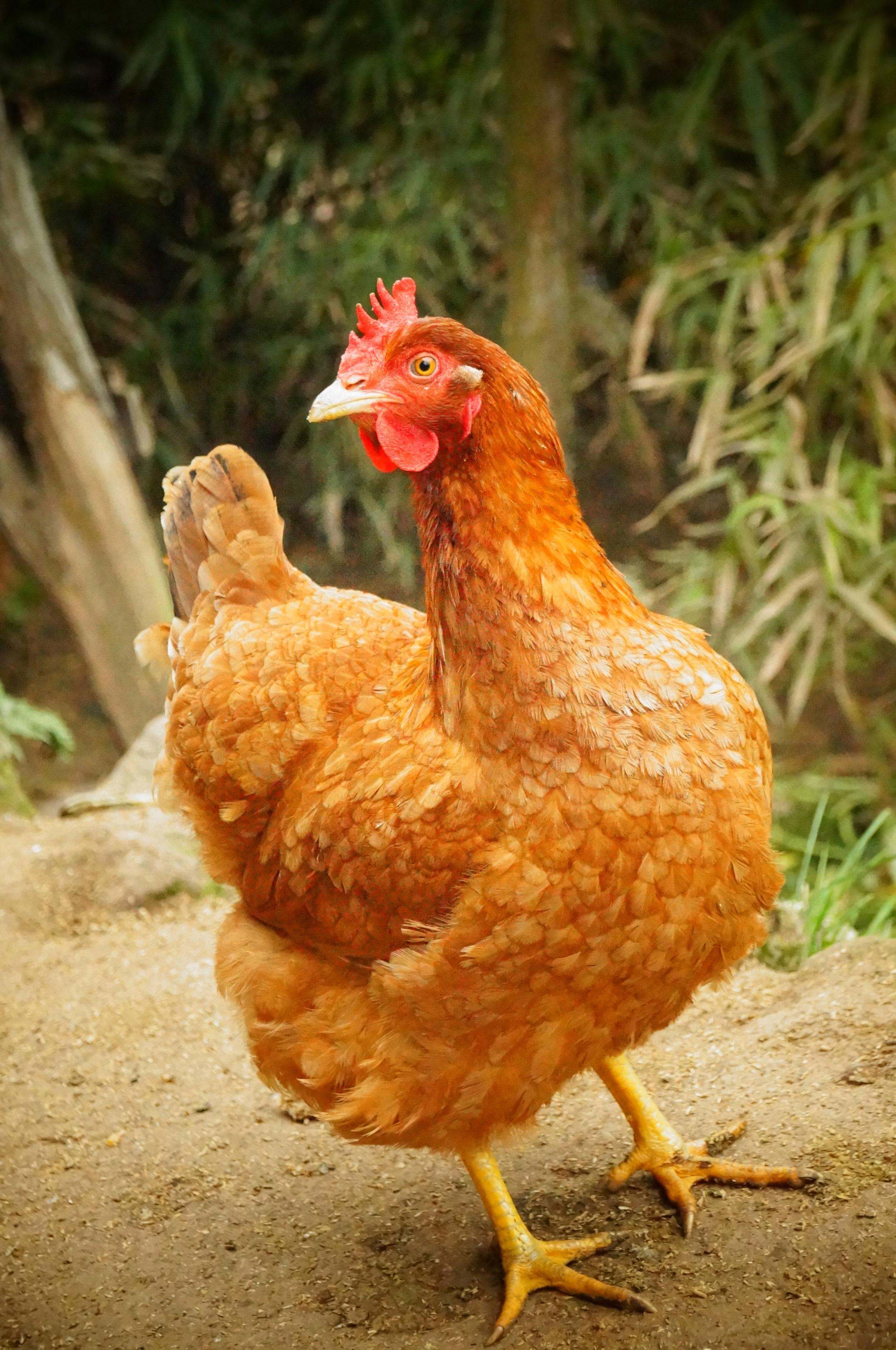 基因|同性老鼠已经生出了幼崽，人类离同性生殖还远吗？你能接受吗？