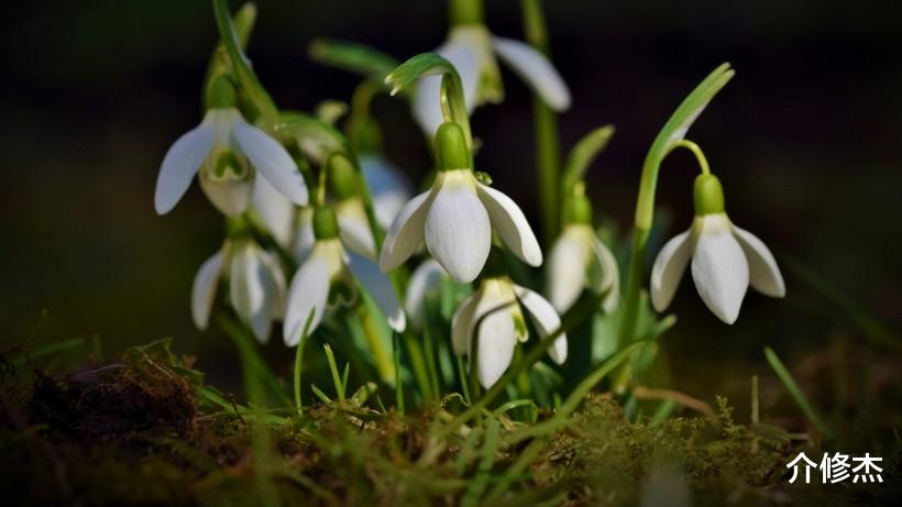 生肖▲7天内，爱意升起，满目温情，4大生肖惊喜表白，开启浪漫情缘