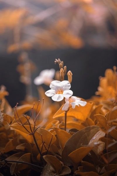 生肖|10月，情定今生，相思难尽，重见天日，实现理想爱情的四大星座！