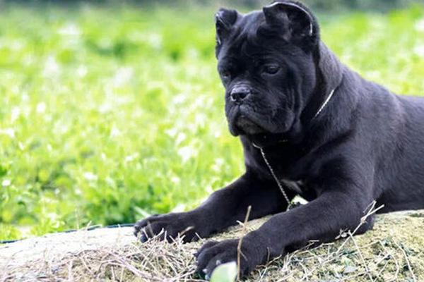 地球上10大猛犬，西藏獒犬和比特犬均上榜，哪种犬最凶猛？