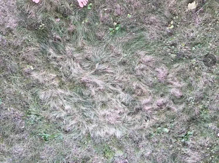 【外星人】扑朔迷离！多人声称外星人和人类第一次公开接触已经发生