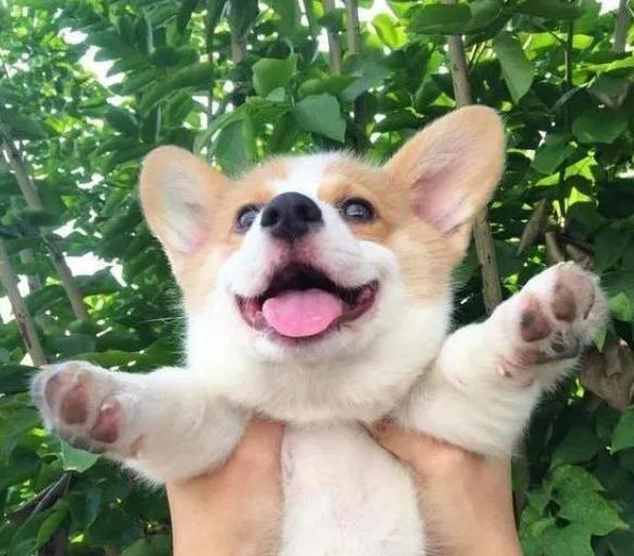 狗狗最讨厌的5种抱法，就算是宠主，也不给抱