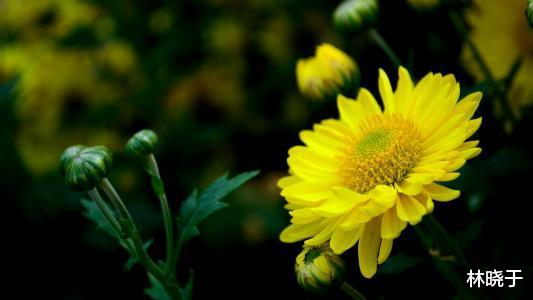 生肖|9月下旬喜鹊门前叫，横财大发特发，出门撞桃花，喜添贵子的生肖