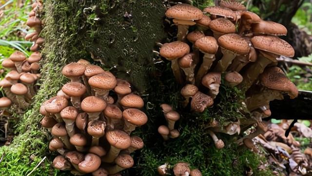 |世界上最大的生物是什么？不是蓝鲸，而是一株蘑菇