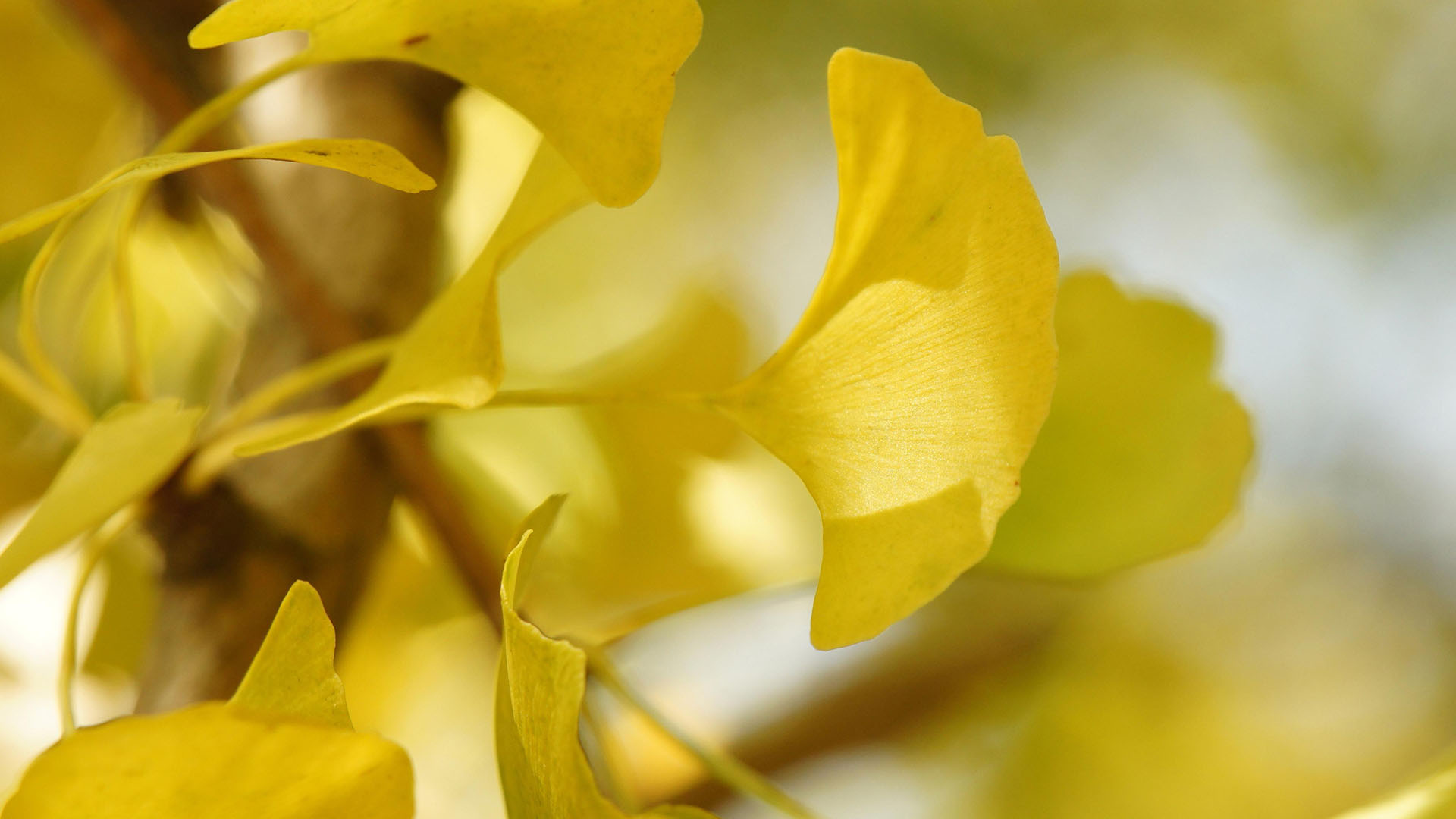 运势|从8月29日开始，运势不错，会鸿运当头，鹏程万里的三大星座