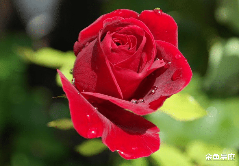 「运势」七月下旬桃花旺盛的3生肖，感情顺利，容易获得爱情好运