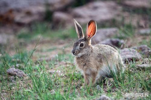 野味究竟有何魔力，总有些人为之着迷