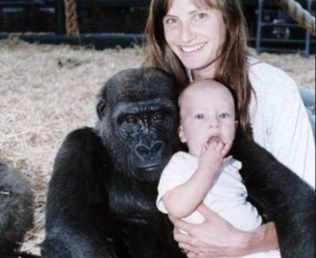 『科学家』那个与人类婴儿一起长大的黑猩猩，认为自己是人类，如今变成这样