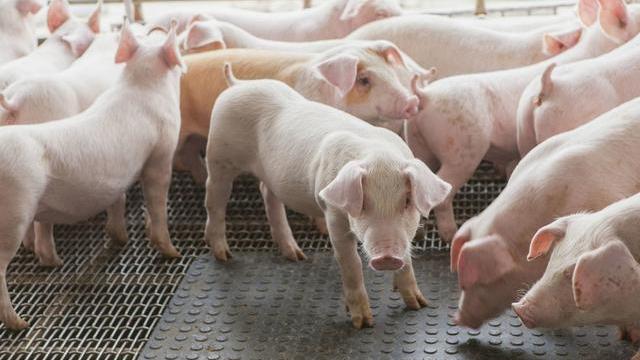 生豬存欄增加3000萬頭，豬肉價格卻“逆增長”？哪個消息是假的？-圖4