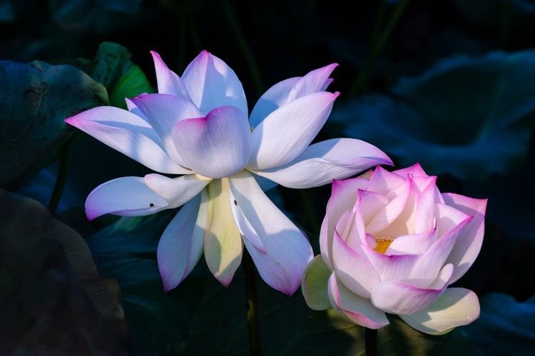 运势|11月开始财源滚滚，财星高照，贵人入运，福泽深厚的四大生肖