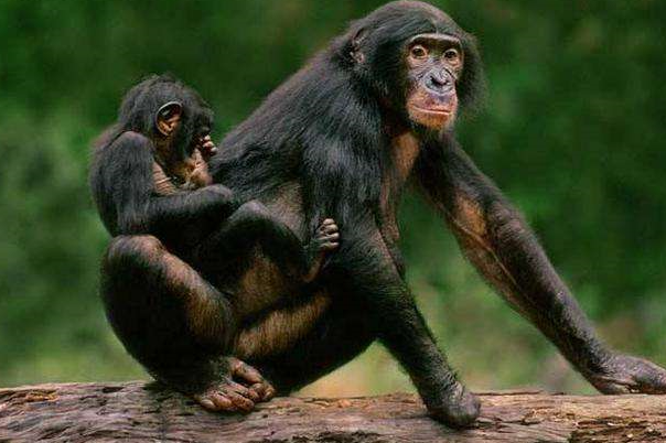 科学家|科学家找了5名女性与大猩猩繁衍后代,几十年过去了,结果如何?