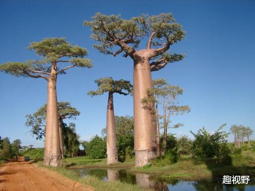 |世界上最大的树，在商朝时期种下，到现在已经有3200多年的历史了