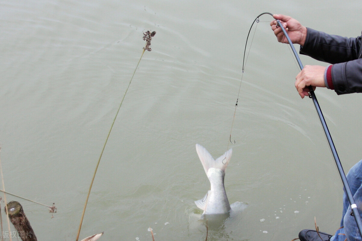 |夏天钓鱼，钓位就算选择向阳面，并不一定有好的渔获