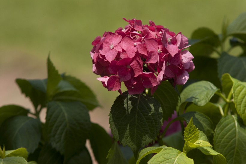 生肖@4月底诸事逢凶化吉，吉星傍身，幸运至极，贵人鼎力相助的四属相