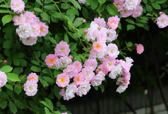 『运势』6月中旬运势大逆转，4属相咸鱼翻身变富豪，横财大发，存款翻倍