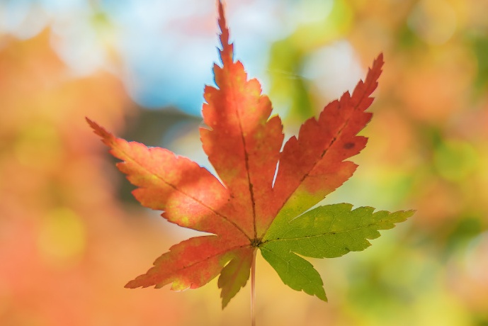 天秤座|实力雄厚，足智多谋，却心慈手软的星座，容易错失成为强者的机会