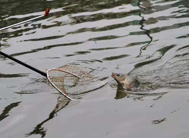 饵料|错觉，钓鱼人中毒至深的表现，你是否曾陷入饵料的误区无法自拔？