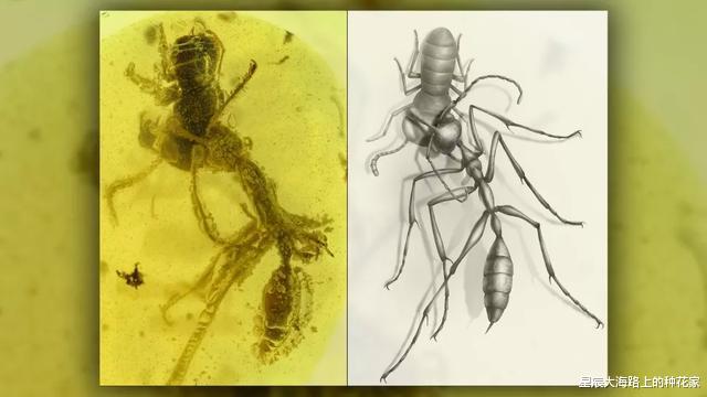 白垩纪|延续上亿年的死亡：来自白垩纪的地狱蚂蚁，终结了一只神秘生物！