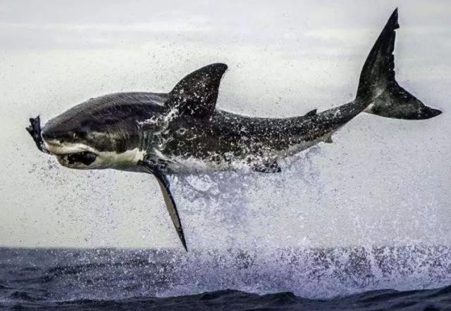 鲨鱼|探访海底怪物:从传说变现实,已灭绝又被发现,海底究竟有什么