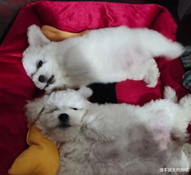 比熊睡觉的姿势，会暴露自己的性格与主人的关系！你家是哪种？