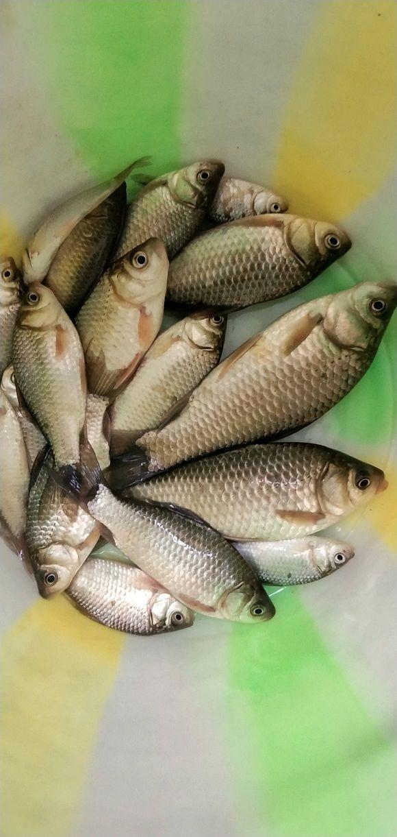 苏州|真正的上班摸鱼!办公室窗户外就是河道,男子上班钓鱼