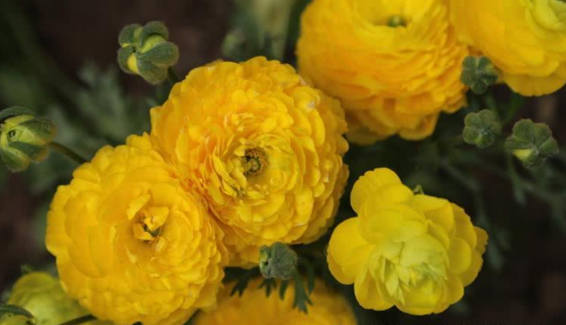 生肖▲6月开始贵人眷顾，横财滚滚，收入翻倍增长的生肖