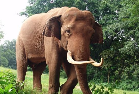 大象在生态系统中扮演了这样的角色。