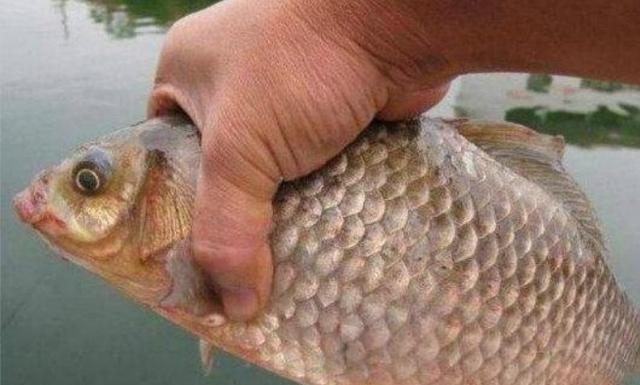 [海带]天气热，“对付”鲫鲤鱼就得用这饵，不吹不黑，比用小药还要好