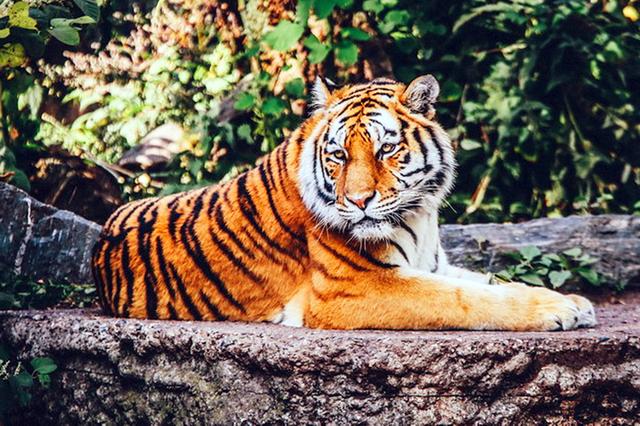 非洲：比野味还要危险的东西！世界上5只危险的动物